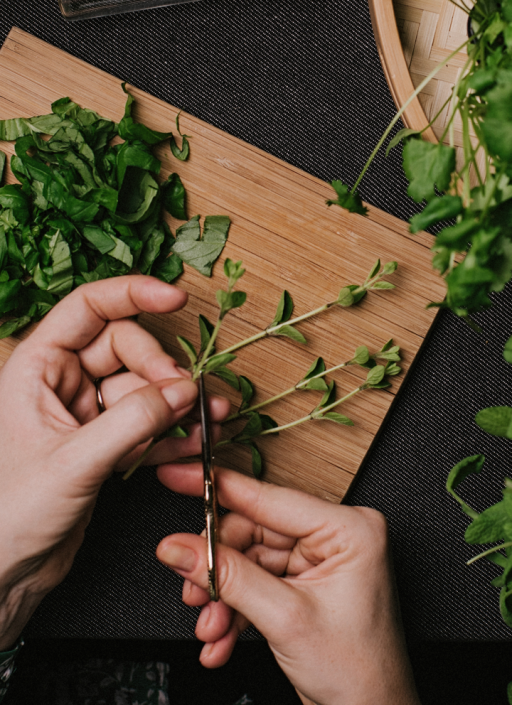 Schneiden von Oregano mit einer Schere