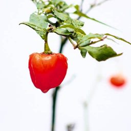 Paprikapflanze mit Frucht