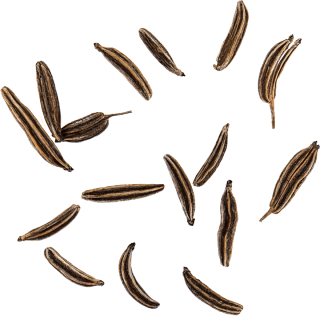 fliegender Kümmel