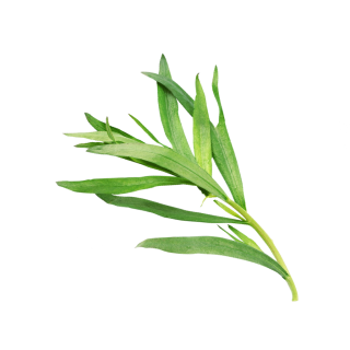 Estragonzweig