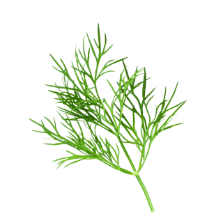 Dill Fronds, Chopped | Kotányi