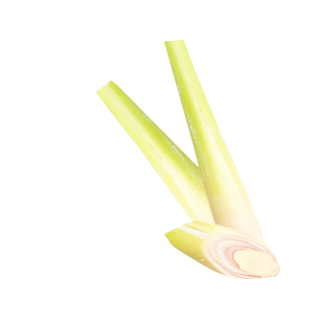 Zitronengras Inhalt Edit