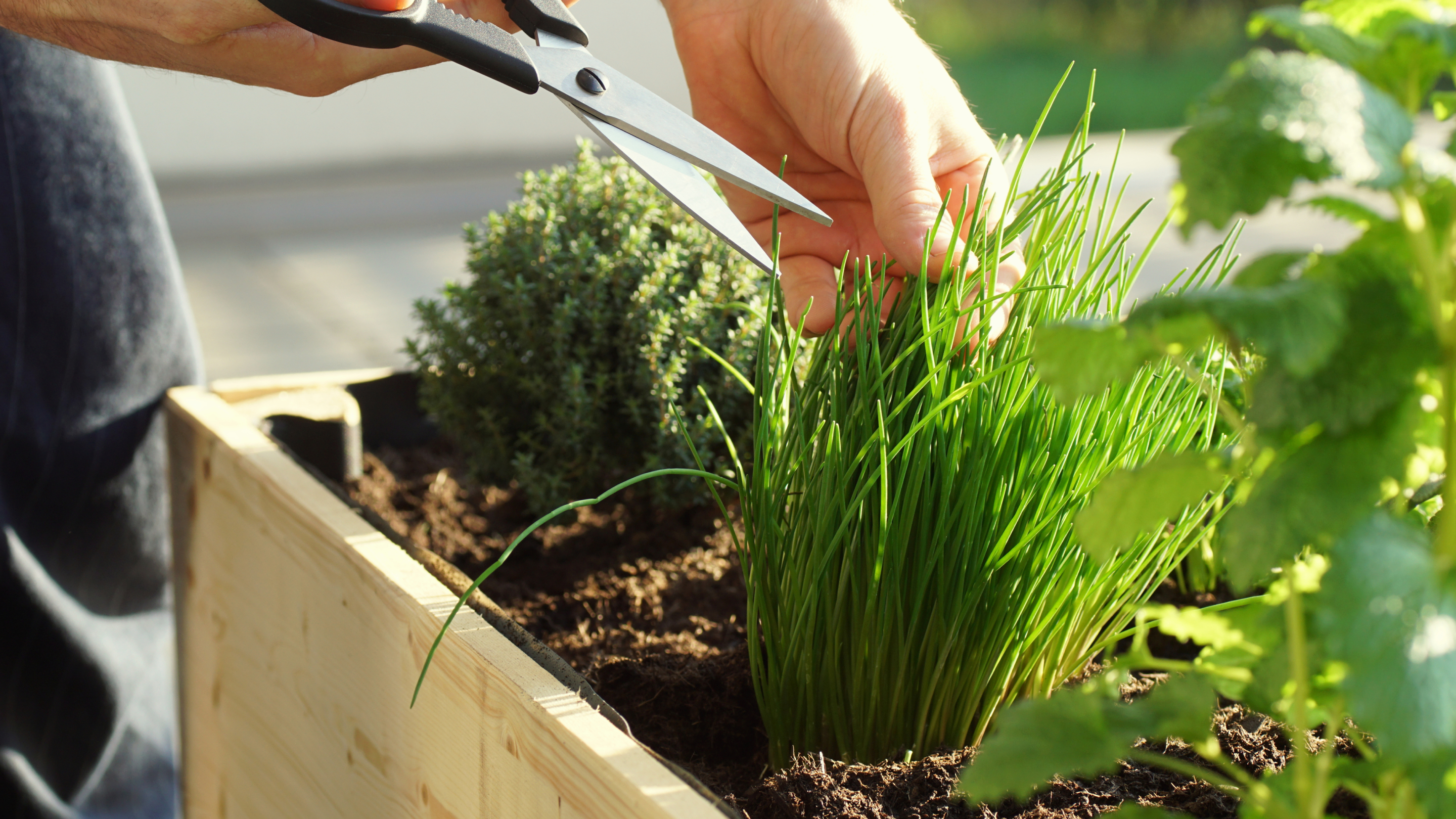 Fresh herbs in garden